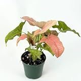 Syngonium Pink Perfection Live Plant | Pink Syngonium Starter Plants | House Plants for Beginner | Rare Variegated Arrowhead Plant Gifts (Heat Pack Included)