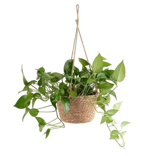 STHIRA Maceta Colgante para Decoración Del Hogar, Macetero Colgante Hecho A Mano con Cuerda de Cáñamo para Plantas Del Hogar, Maceta para Balcón...