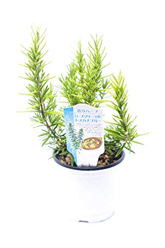 ローズマリー茶の効果 効能 味や美味しくなる淹れ方もチェック お茶ラボ