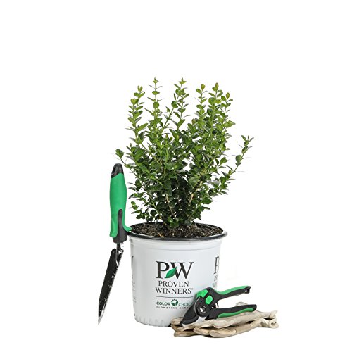 1 Gal. Sprinter Boxwood (Buxus) Live Evergreen Shrub, Green Foliage #TOP4