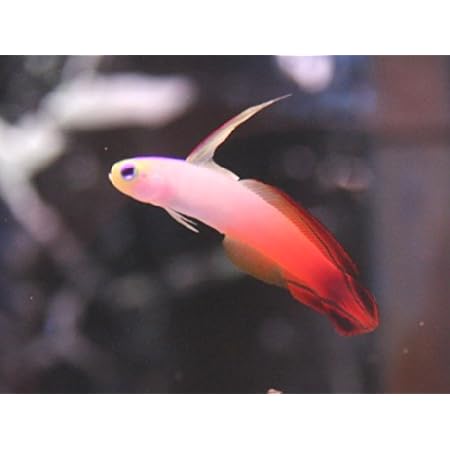 Amazon 海水魚 綺麗な定番 ハタタテハゼ オリジナル 熱帯魚 観賞魚 通販