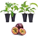 Passion Fruit Live Plant 4 Pack – 'Possum Purple' (Maracuya) — Self-Fertile Passiflora edulis Vine for Trellis, Arbor & Containers — Fast Growing Sweet Purple Fruit. Easy Edible Garden Starter