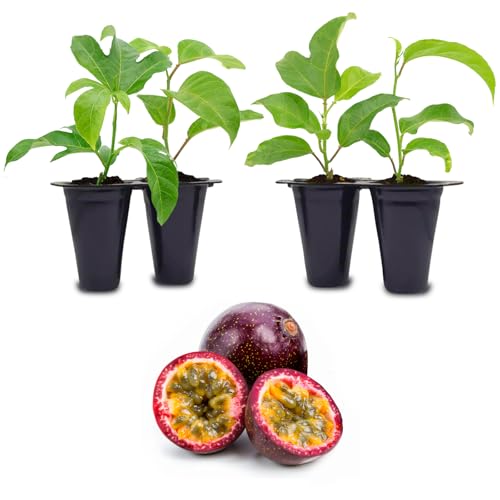 Passion Fruit Live Plant 4 Pack – 'Possum Purple' (Maracuya) — Self-Fertile Passiflora edulis Vine for Trellis, Arbor & Containers — Fast Growing Sweet Purple Fruit. Easy Edible Garden Starter