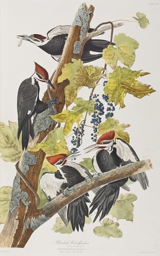 Cuadro de aves en lienzo de 60x90cm con ilustración artística clásica