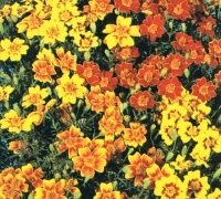 Just Seed - Flower - Tagetes - Starfire Mixed - 600 Seeds
