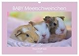meerschweinchen baby kaufen dortmund QUALITÄT - Hochwertiger Fotokalender mit 12 wunderschönen Motiven auf lichtbeständigem Bilderdruckpapier, robuste Spiralbindung mit Aufhängebügel.