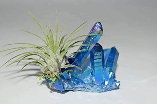 Nature's Enlightenment Air Plant on Dark Blue Angel Aura Quartz Cluster/Cobalt Blue Angel Aura Crystal