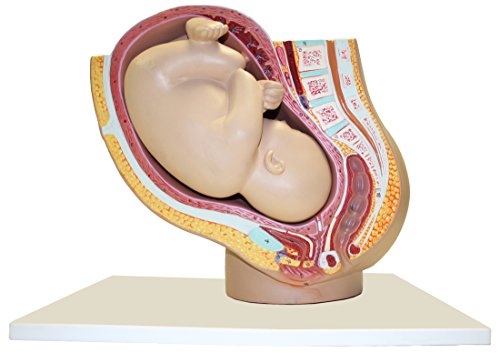 Jackson Global JS00111 Pregnancy Pelvis with Mature Fetus | Life