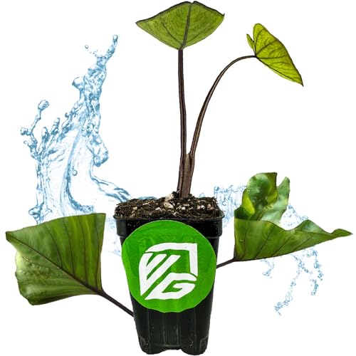 Tea Cup Elephant Ear Live Plant - Colocasia Esculenta by Wellspring Gardens - Tropical, Large Leaves, Ideal for Outdoor Planting, Purple Taro Cultivar, Dramatic Landscape Accent Starter Plant