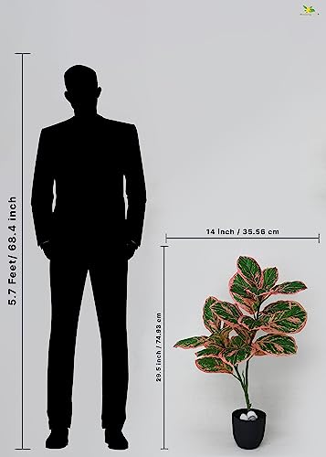 Image of Blooming Floret Artificial Aglaonema Creta Plant 74.9 cm Tall | with Basic Black Pot | 24 Leaves | Big Ornamental Plant for Interior Decor /Home Decor /Office Decor /Gifting | Indoor Plant | Durable
