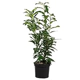 Kirschlorbeer - Prunus laurocerasus 'Genolia' - Höhe ca. 90 cm, Topf-Ø 26 cm - C7,5 - topfgewachsen