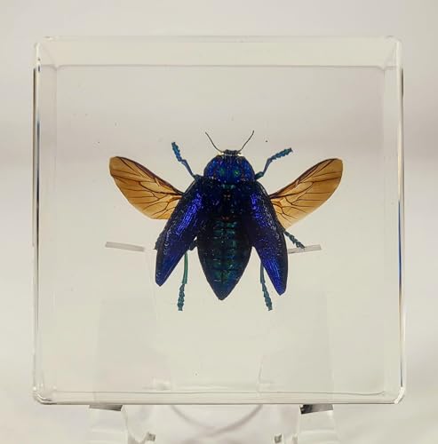 Image of 2.9 inch Real Polybothris Sumptuosa Gemma Blue Jewel Beetle w /Open Wings in Crystal Clear Lucite Resin Specimen Preserved Insect Taxidermy Collection for Biology Science Education Desk Display Supplies