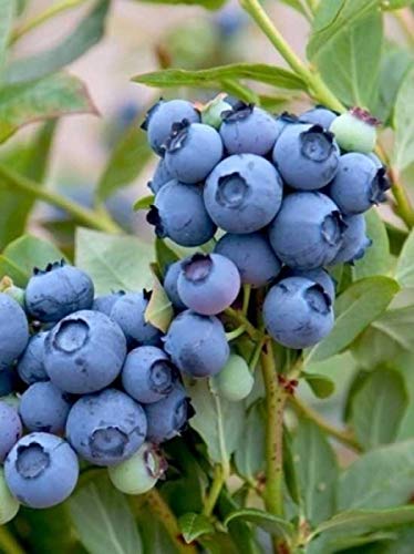 Produktbild von Qulista Samenhaus - 20/100pcs Kornblumen 'Blauer Junge' Blumensamen