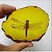 Amber Fossil Insect with Gift Bag and Gift Card，Museum Grade Specimen，Artificial Amber Natural Insect (Dragonfly)