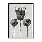 TAMAÑO: A4 (21x29.7cm) Nacnic Lámina Planta blanco y negro 18. Pósters con ilustraciones de flores y plantas en tonos grises. Decoración de interiores estilo Vintage. Tamaño A4.