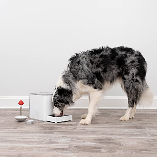 PetSafe Teach und Treat Ferngesteuerter Belohnungstrainer für Hunde, Training und Positive Verstärkung, 4 D Batterien nötig, Grau.