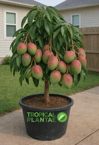 Grafted Mango Tree – Live Tropical Fruit Tree – Premium Variety – USDA Certified