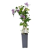 mgc24 Kletterpflanze Clematis Piilu Waldrebe im 2l-Container 1 Pflanze