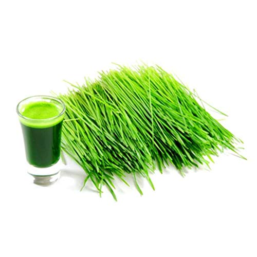 Navya Agriallied Wheat Grass Seeds Pack of 900 Gram (B0853CTFH1) Amazon Price History, Amazon Price Tracker
