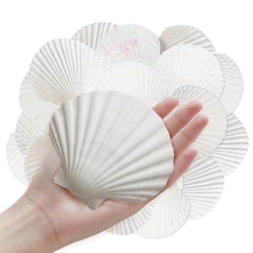 10 conchas marinas naturales de 10 a 12,7 cm para manualidades, conchas marinas, manualidades, decoración de playa, pintura grande, temática del océano, fiesta, boda, cuenco, joyería, decoración de