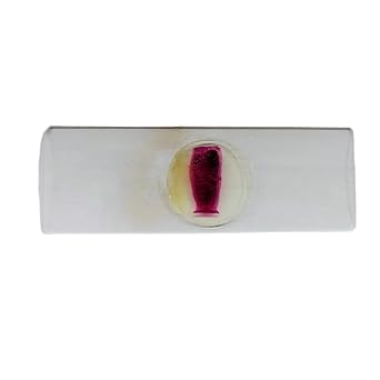1 Pieces Taenia Solium Pregnancy Proglottid W.M Parasitology Prepared Microscope Slides