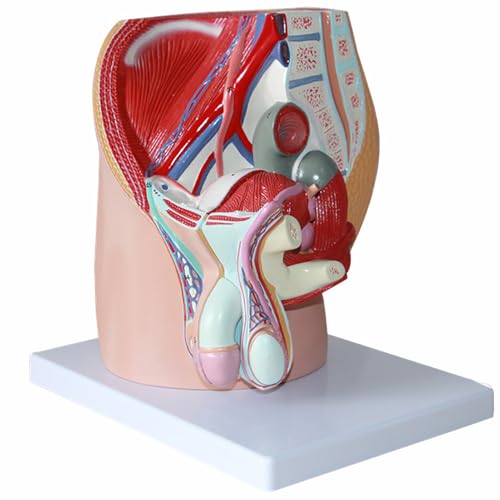Modèle anatomique pelvis AMITD 3 pièces vue sagittale 3D sciences - 6