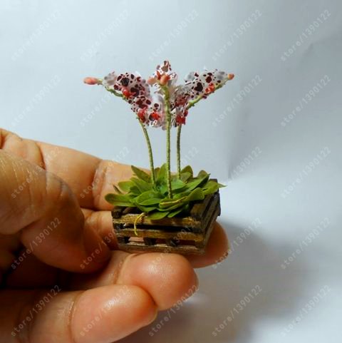 100 pc/bag rare mini orchid orchid orchid Phalaenopsis indoor miniature seed flowers garden bonsai orchid home garden vase 6 - Afbeelding 4