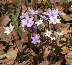 Ten Hepatica Live Root Systems