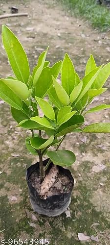 Image of GreenWorld Special Big Size All Time Seedless Yellow Batabi Lemon /Lebu Plant,(GRAFTED /GUTI KOLOM) Healthy Live Plant,''Fruit After 1 Year''
