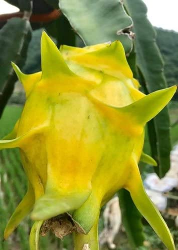 Hylocereus undatus Yellow Dragon Fruit Plant (Hybrid) Heaven Of Saplings (B09PF4L2ZB) Amazon Price History, Amazon Price Tracker