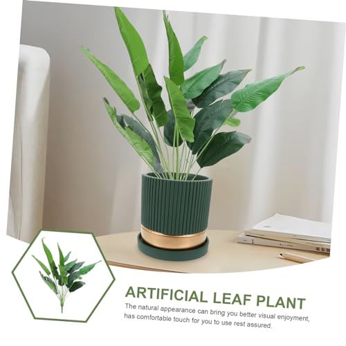 Review de Planta ave del paraiso precio disponible en línea. 17 Imagen adicional