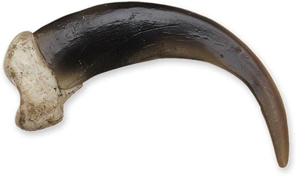 Skulls Unlimited Grizzly Bear Claw, X-Large 10.5cm Museum Quality Replica