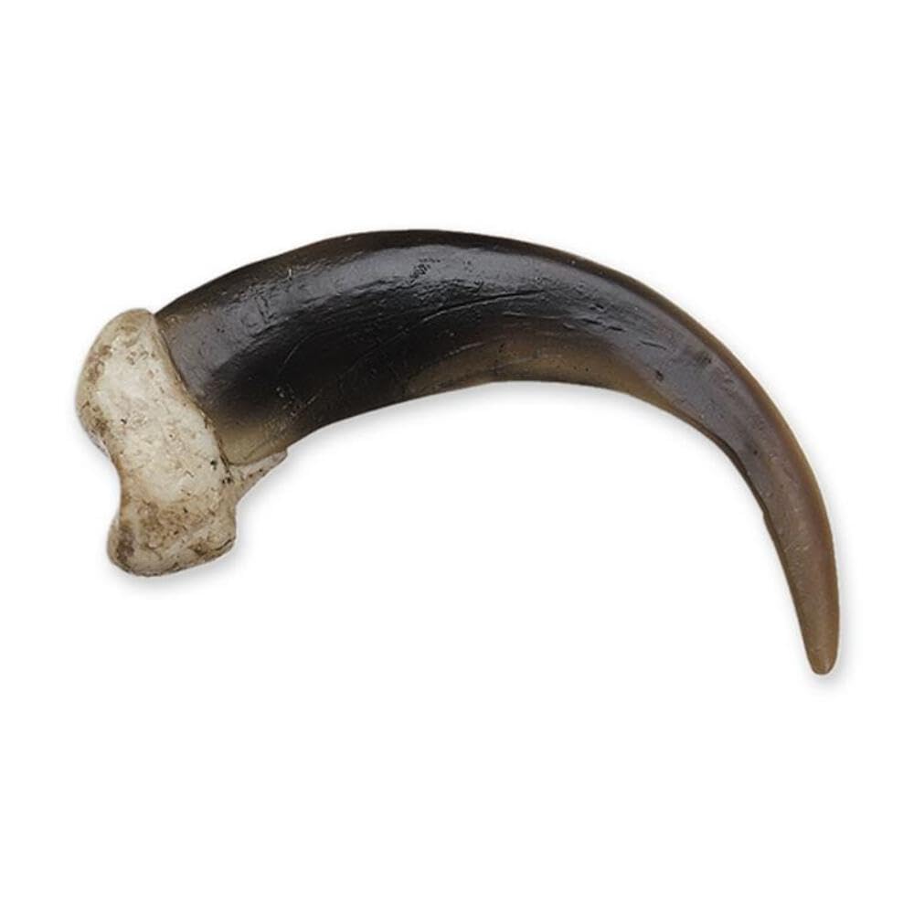 American Black Bear Claw Replica - Museum Quality 2.5cm Display Piece - North American Wildlife