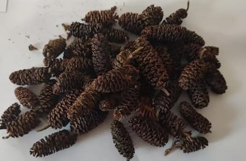 Natural Alder Cones for Aquarium, Large Size, Black Water Treatment, Shrimp and Betta Fish Tank Botanical, pH Lowering (100 Alder Cones)