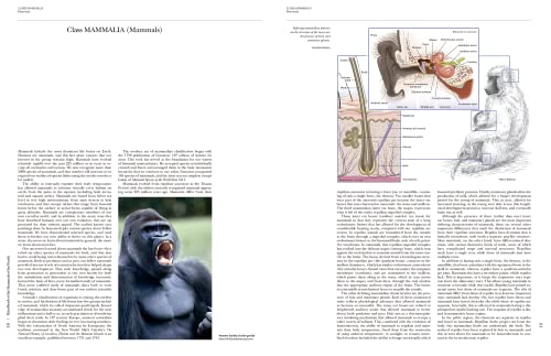 Handbook of Mammals of the World, Vol. 1: Carnivores - Image 3