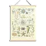 CHJQIERX Vintage-Poster – Illustrative Referenztabelle aus Holz zum Aufhängen – Druck mit antiken Meeresprodukten – Lerndekoration für Kinder – Schule Badezimmer Heimdekoration mit Rahmen 30 x 40 cm