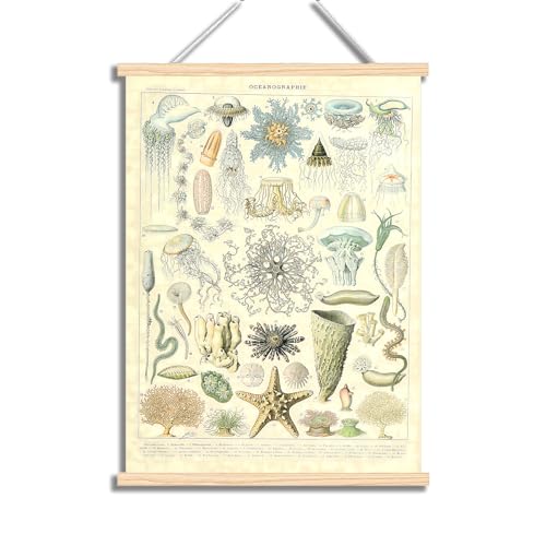 CHJQIERX Vintage Poster - Marine Illustrative Reference Chart wooden hanging art - Ancient Marine Products Print - Children's Learning Decor - School Bathroom Home Decor with Frame/12x16in/30x40cm