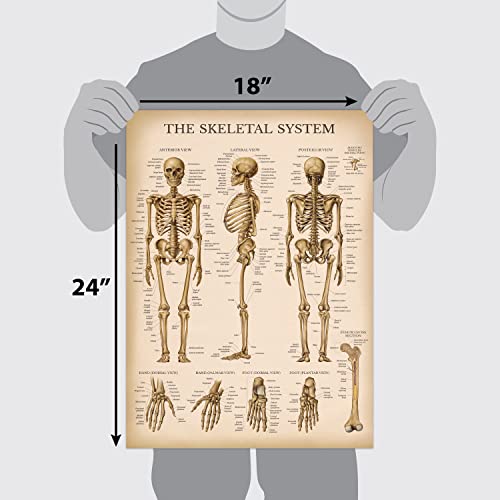 20 Pack - Vintage Anatomy Posters - Laminated - Muscular, Skeletal, Digestive, Respiratory, Circulatory, Endocrine, Lymphatic, Male & Female, Nervous, Spinal Nerves, Anatomical Charts - 18" x 24"