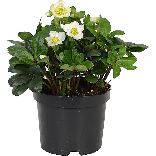 Helleborus Niger Double Ellen White Planta Natural Rosa Navidad