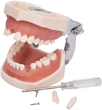 Dental Typodont Teeth Model,Completely Detachable Teeth Model Suitable for Teaching,Practice and Study,Come with a Small Screwdriver