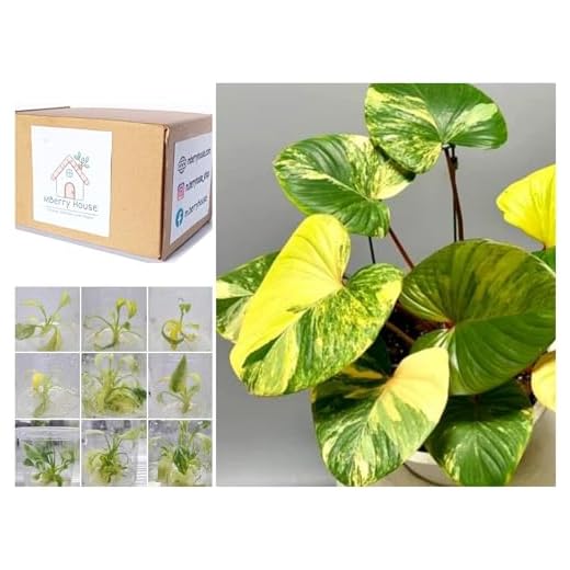 Can you take plants in checked luggage DIY Tissue Culture Box for Homalomena Rubescens