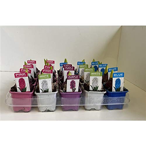 Hyacinths 6 Pots Mixed Colours