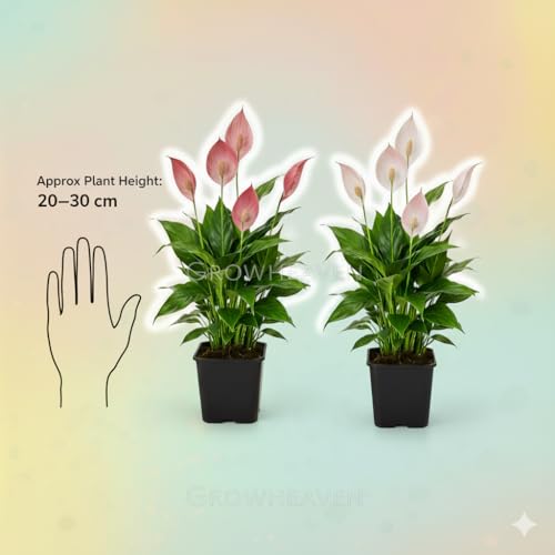 Image of Live Peace Lily Plant Combo (Pack of 2) - Dark Pink & Light Pink Flowering Plant with 3 Inch Black Plastic Pot | Indoor Plant for Home, Office & Living Room