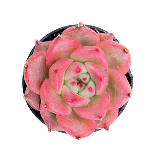 Sprout N Green Echeveria 'Honey Pink', Live Rare Succulent Potted 2' Planter, Real House Plant for Party Favors Home Indoor Outdoor Garden Wedding Decoration DIY Projects