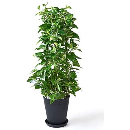 Amazon Co Jp セラアート鉢 選べる観葉植物 8号鉢 ポトス タワー仕立て ブラック Diy 工具 ガーデン