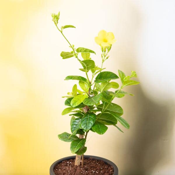JooGTooK Live Allamanda Yellow Flower - 1 Plant - Creeper Golden Trumpet Flower Climbing Decorative Plant - Pack In Poly Bag (B0B2WVS4KW) Amazon Price History, Amazon Price Tracker