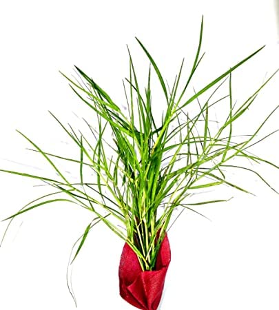 Durva Grass Plant With Pot : Amazon.in: Garden & Outdoors