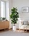 FLOWORLD Fiddle Leaf Fig Tree 6ft Tall Artificial Tree in Plastic Pot Fake Ficus Lyrata Plants with 184 Decorative Fiddle Leaves Faux Fig Trees for Home Office Living Room Decor Indoor Outdoor