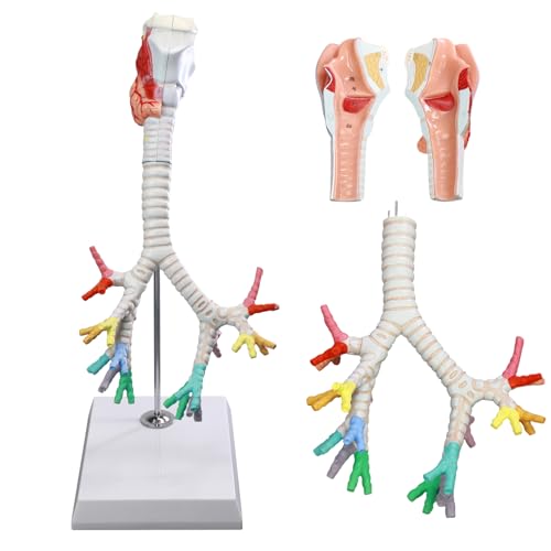 Image of Life Size Human Larynx Trachea and Bronchi Model, 3 Part Human Respiratory System Anatomical Model Larynx Trachea and Tree Model Laryngeal Anatomical Model for Medical Teaching Study with Poster