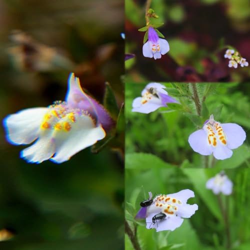 lippenmäulchen pflanztopf - seltene samenserie - kräutergarten wiesensaatgut gartensamen winterfeste für balkon...